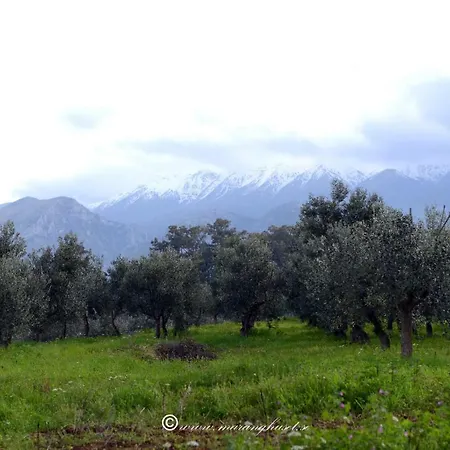 Helen - The Spartan *